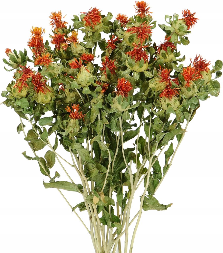 Szárított sáfrány Carthamus természetes csokor szárított virágok