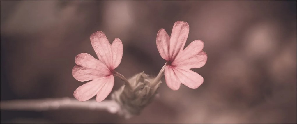 Rózsaszín virág képe (120x50 cm)