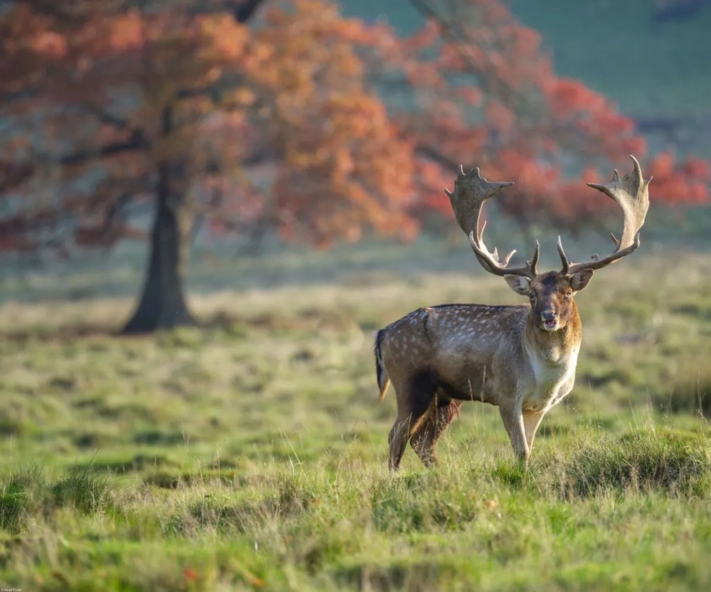 Poszter 60x50cm Szarvas a mezőn, Assaf Frank
