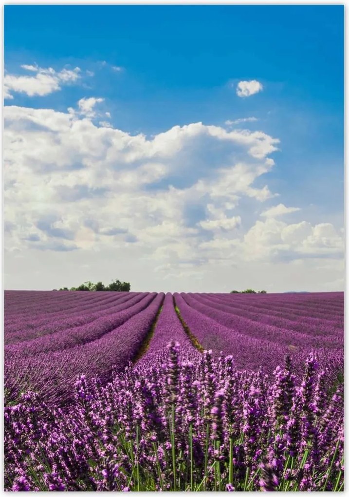 Poszterek 70x100 Levendulamező Levendula