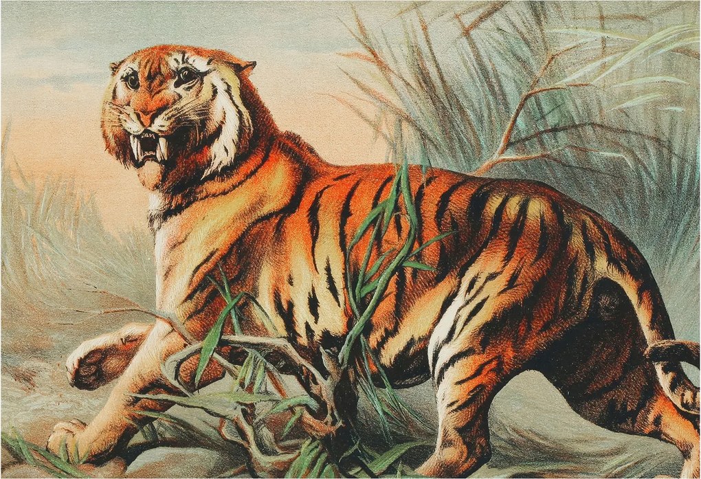 Dekoratív fotótapéta falra Könnyű összeszerelés Tigris természet 152x104 Ragasztó