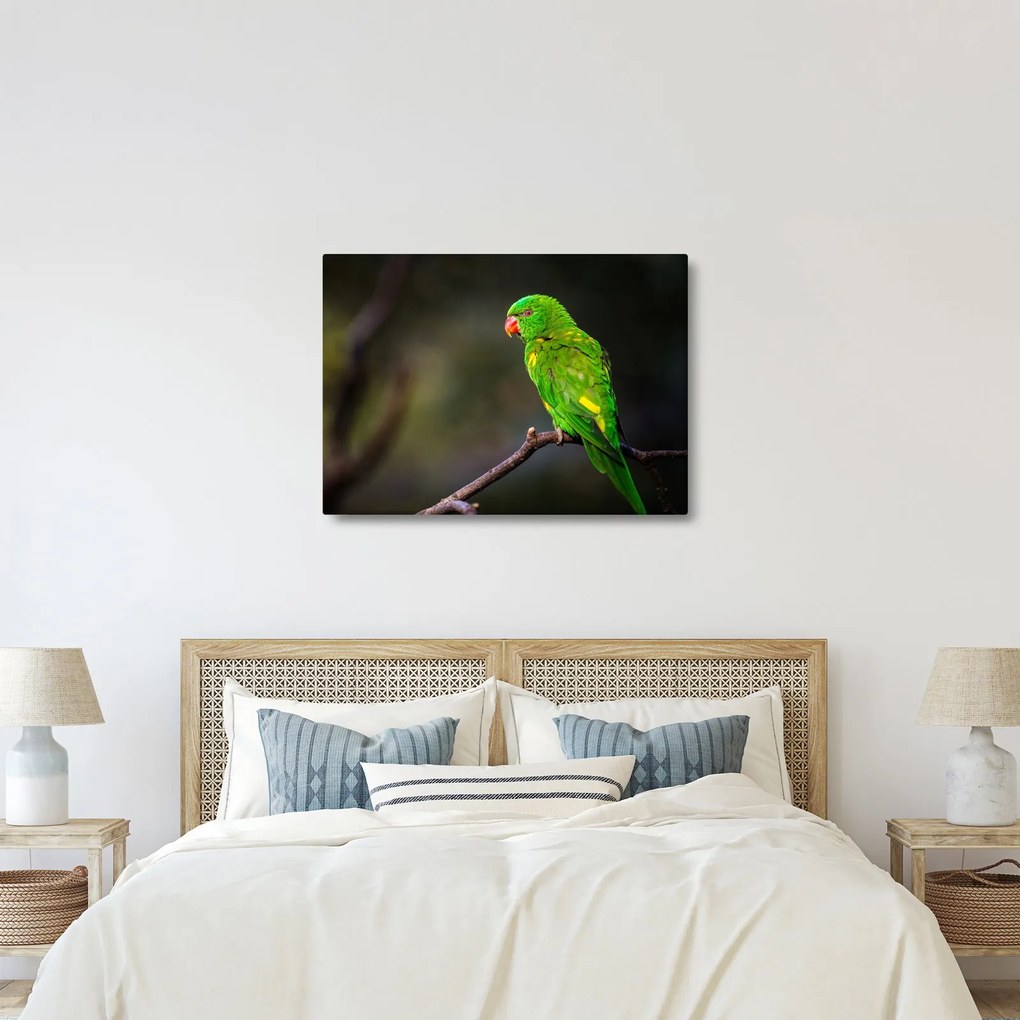 Papagáj egy ágon képe (70x50 cm)