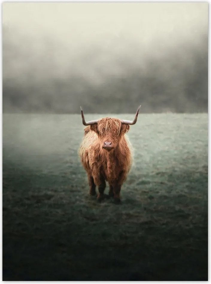 Poszterek 100x135 Skót szőrös tehén