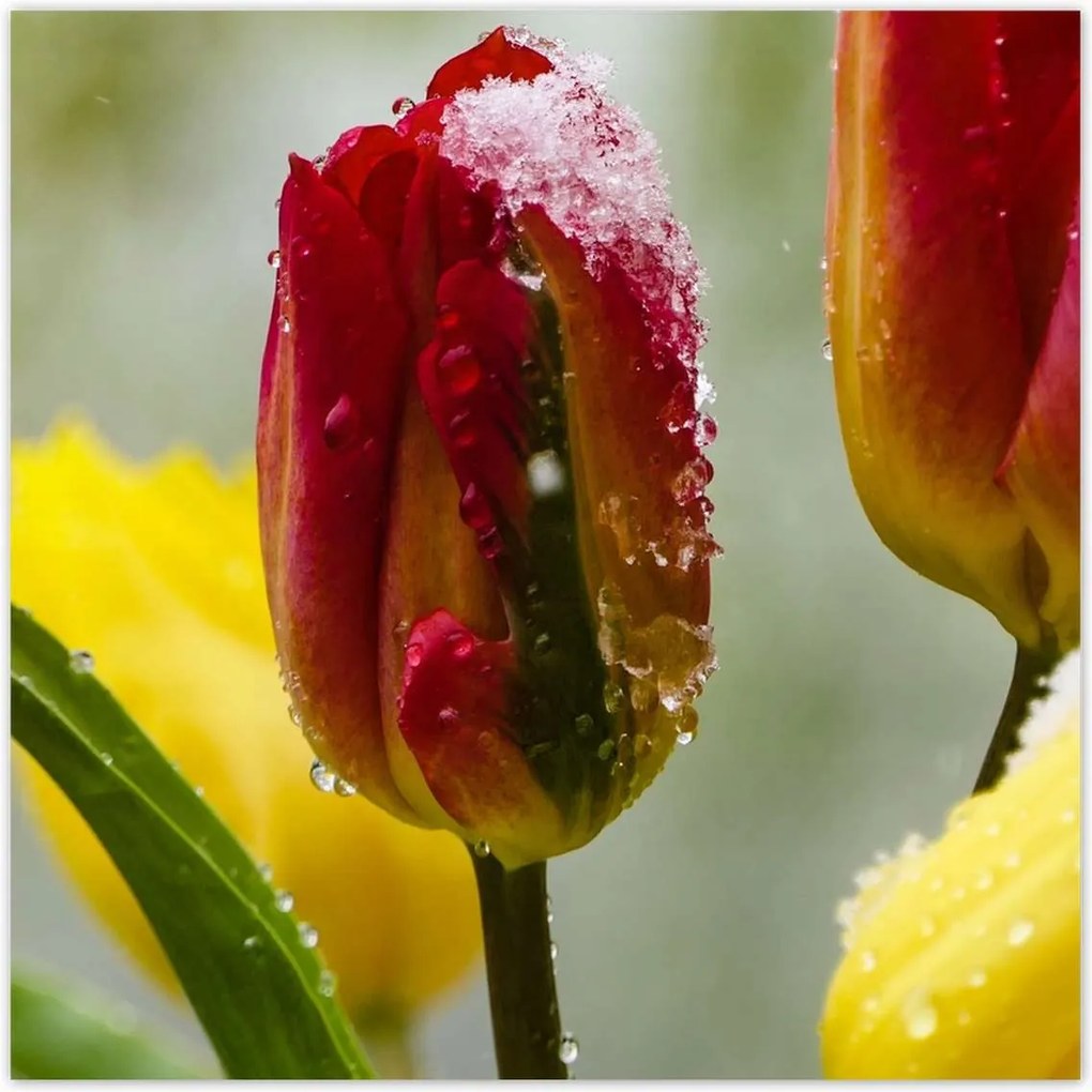 Poszterek 100x100 Tulipánok Virágok