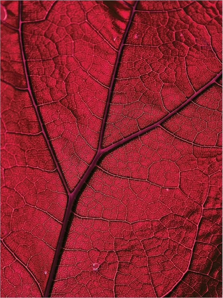 Flizelin fotótapéta Piros levél Makro damil textúra 184x254 +ragasztó