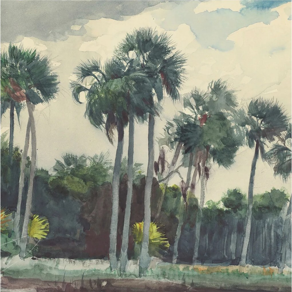 Flizelin fotótapéta Flizelin Design Egzotikus pálmafák 250x250