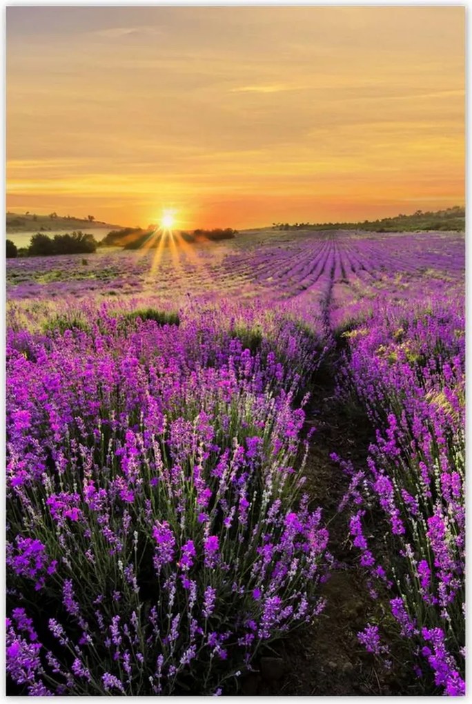 Poszterek 80x120 Levendula naplemente