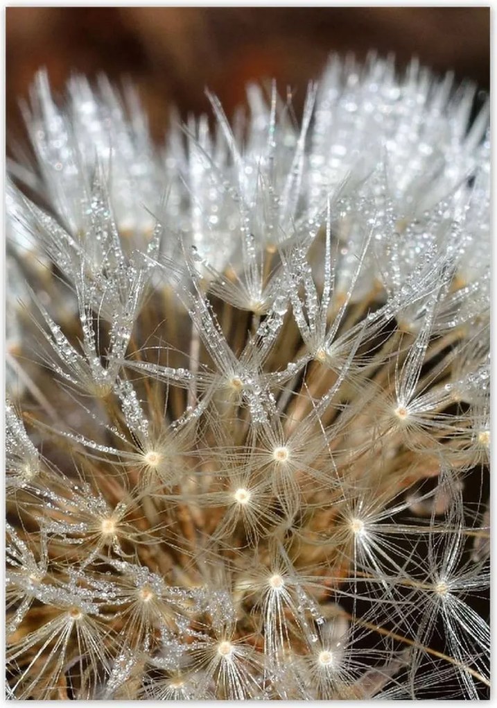 Poszterek 70x100 Pitypang Virág Virágok