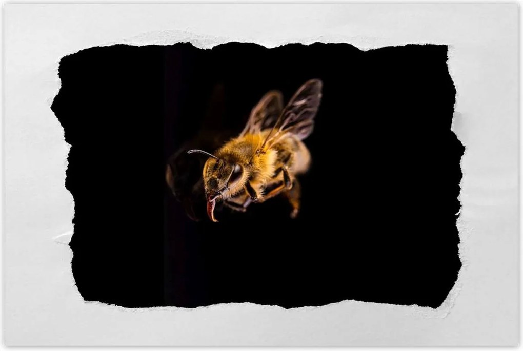 Poszter 60x40 Halott mézes méh