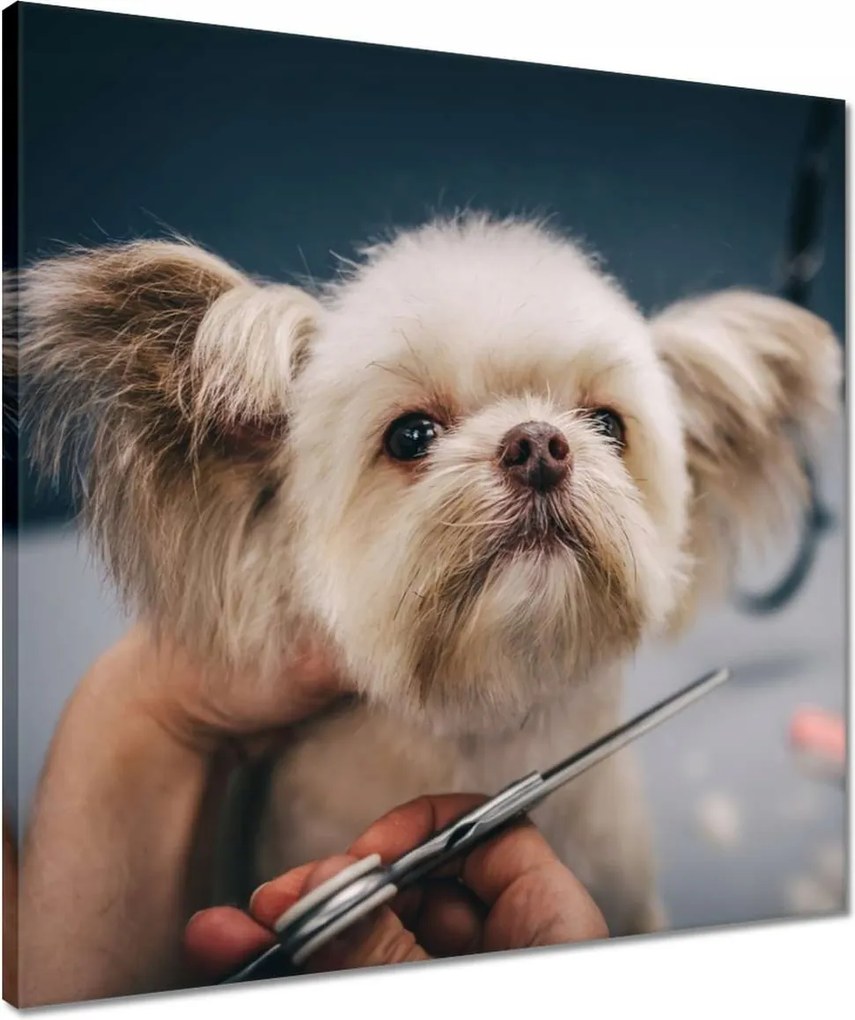 Vászonkép 50x50 Kutya a Groomer nappaliban