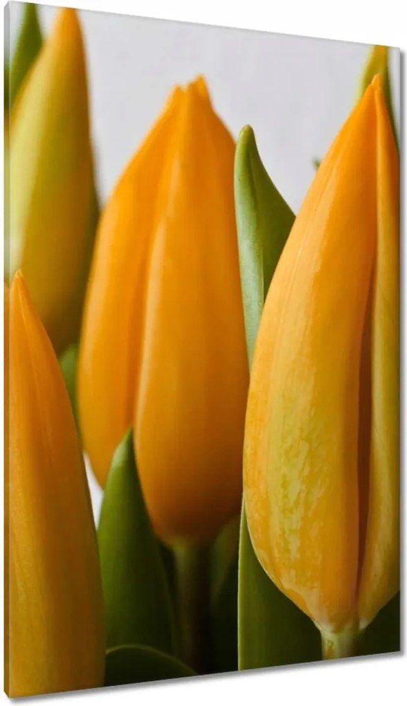 Vászonkép 80x120 Sárga tulipánok