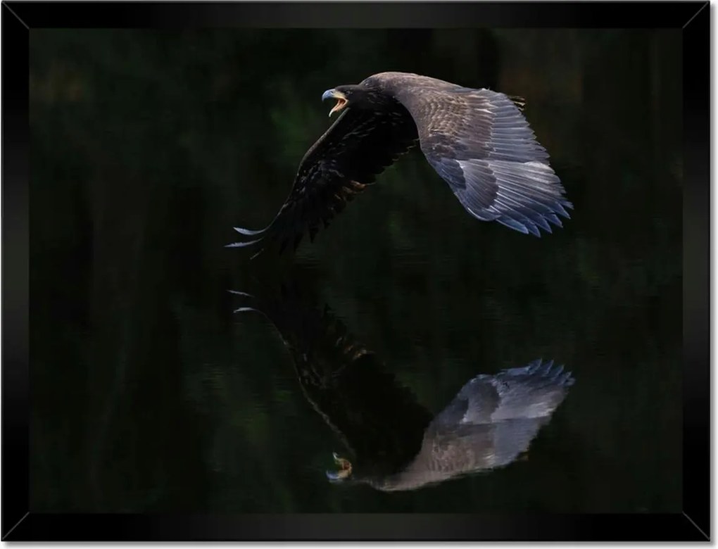 Poszterek keretben 40x30 Madarak