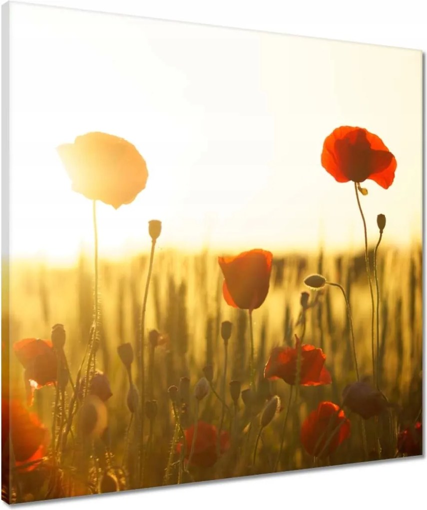 Vászonkép 50x50 Pipacsok napfelkeltekor