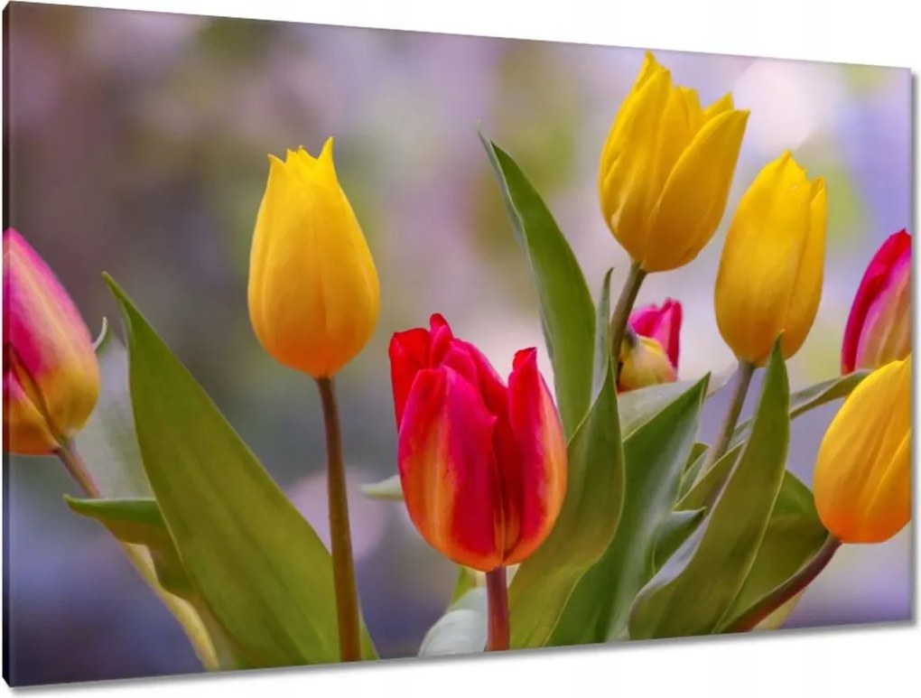 Vászonkép 120x80 Tulipánok Virágok