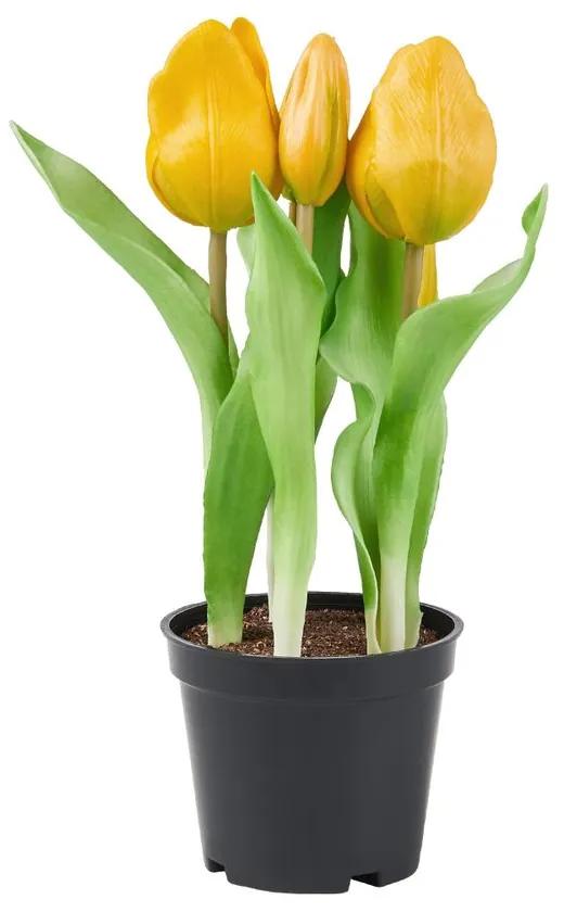 FLORISTA tulipán cserépben, sárga 24 cm