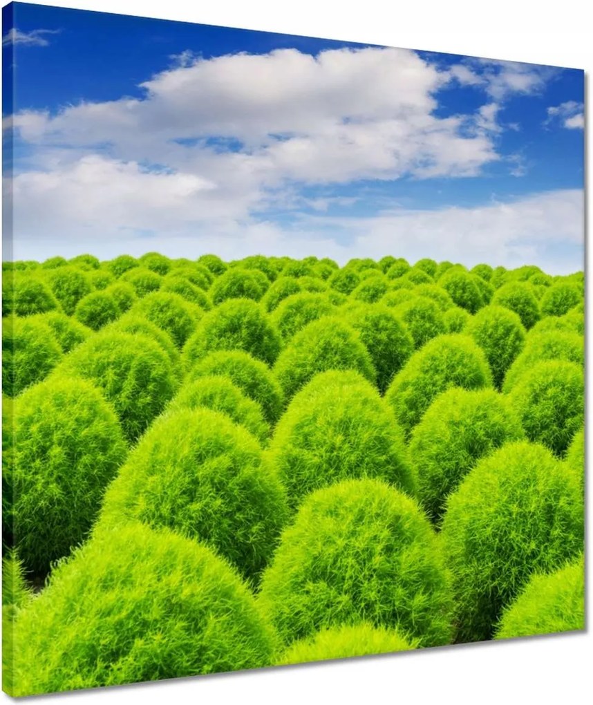 Vászonkép 50x50 Zöld tekintet Völgy