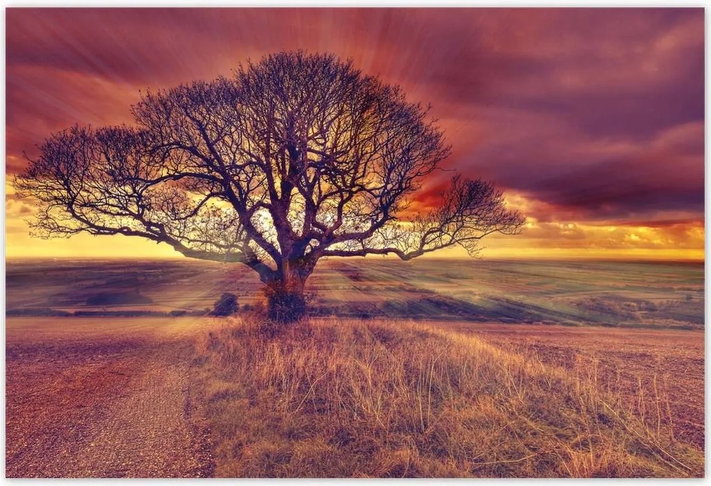 Poszterek 200x135 Fa