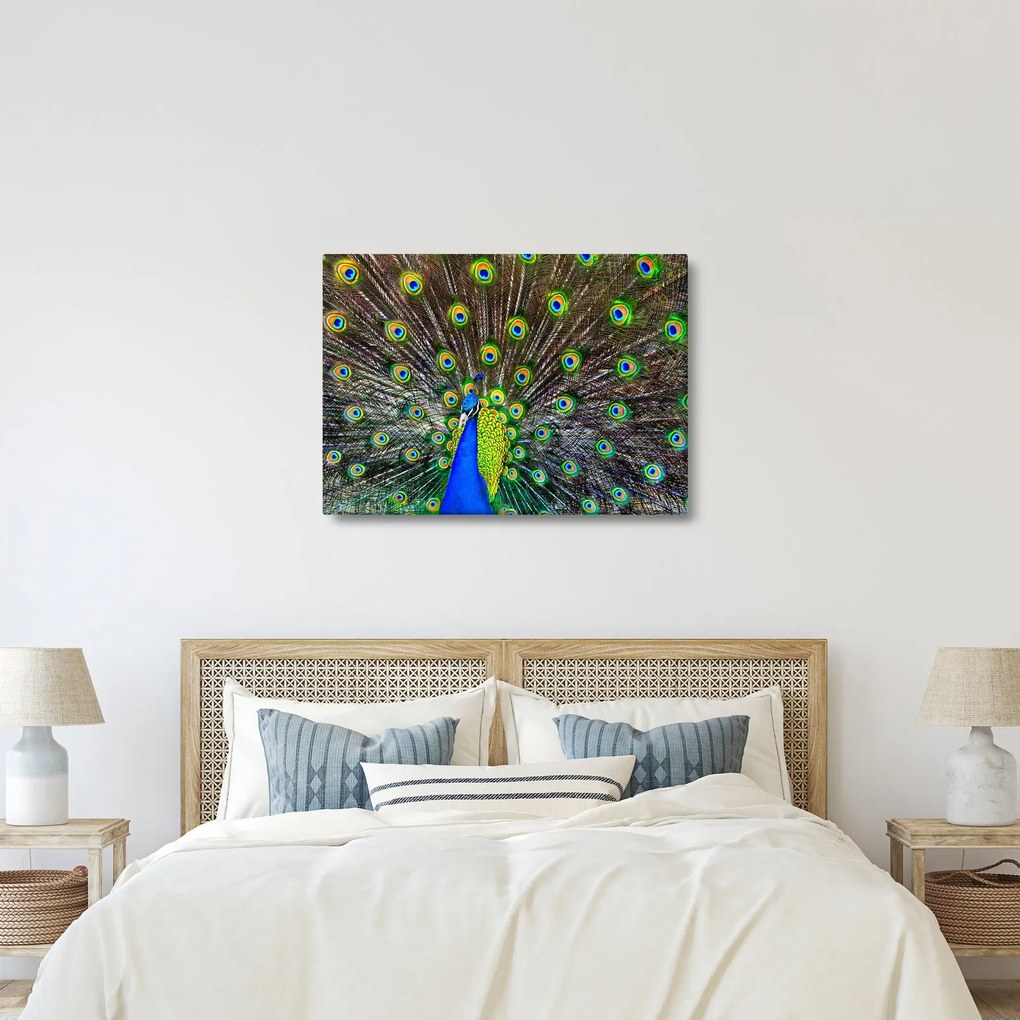 Kép - Páva (70x50 cm)