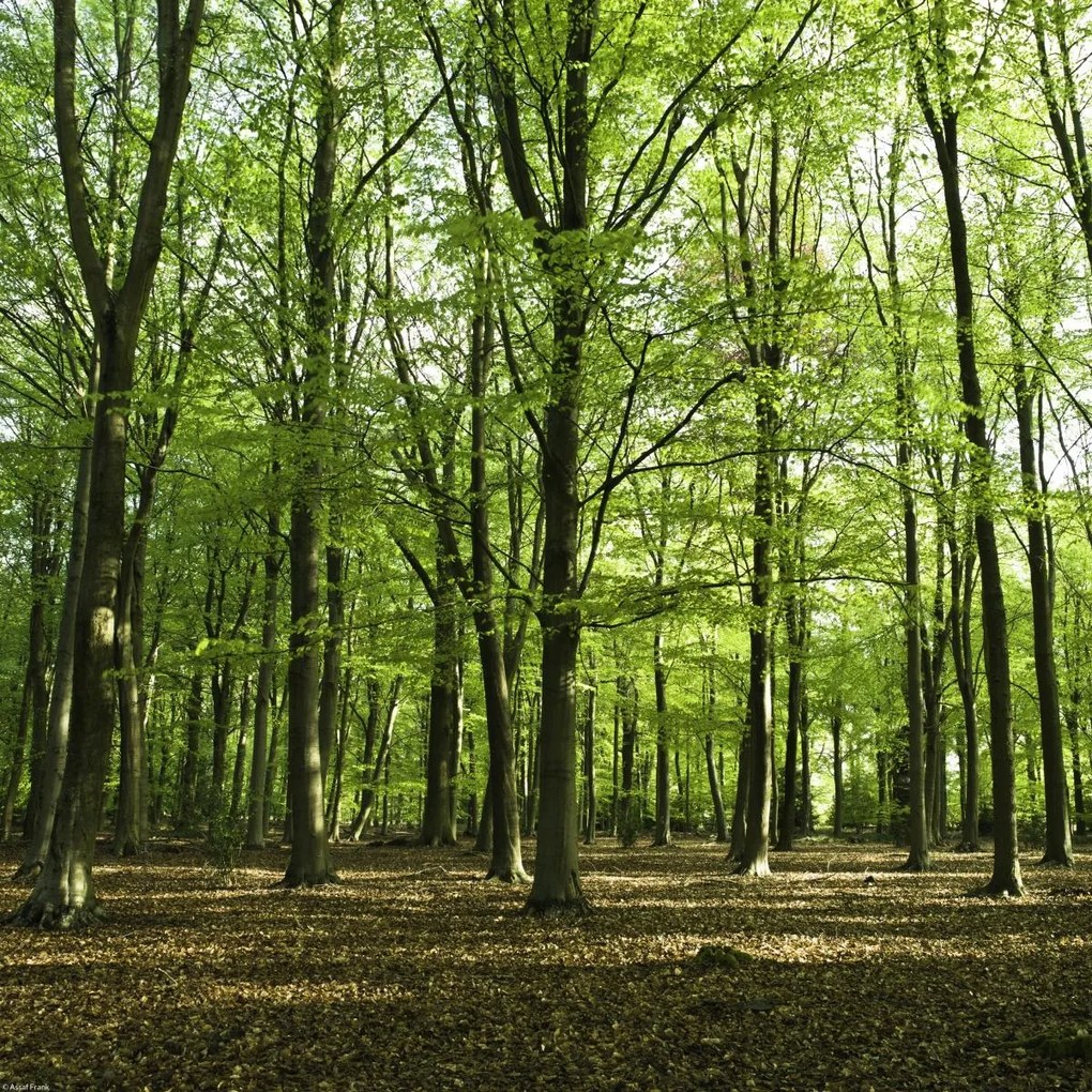 Poszter 40x40cm Tavaszi erdő