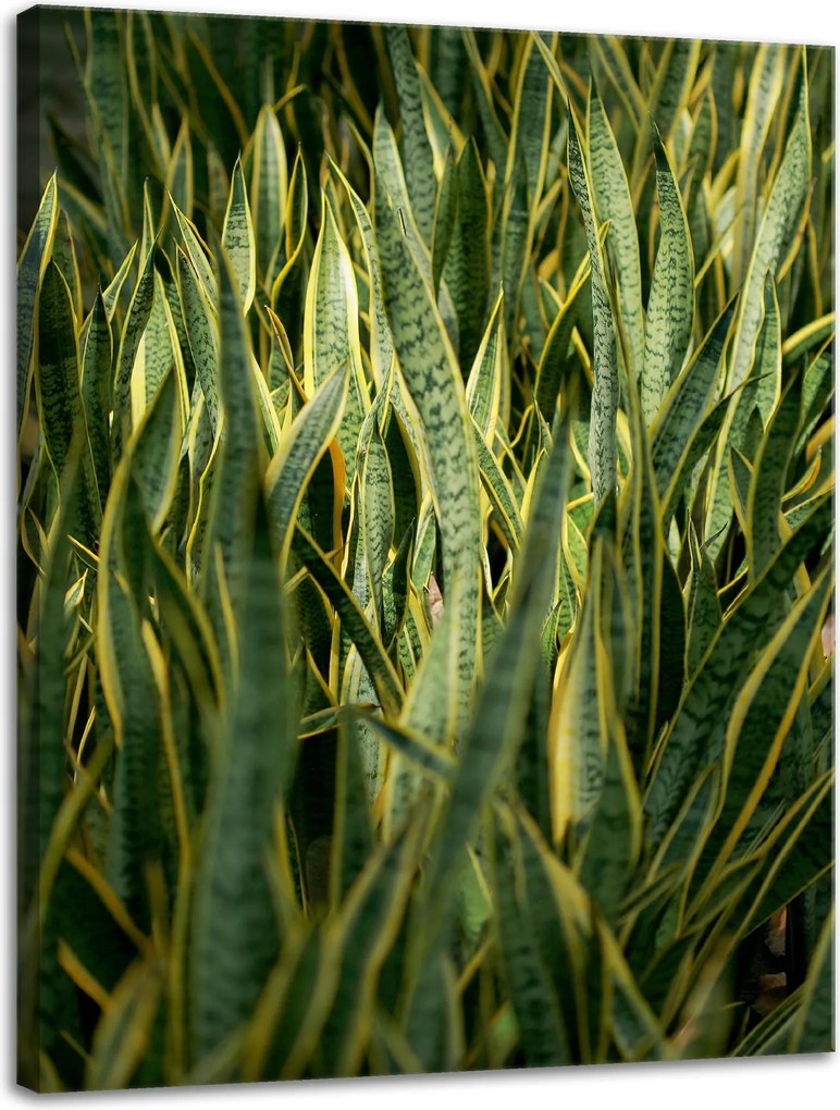 Botanika Sansewieria vászonkép 30x40 cm