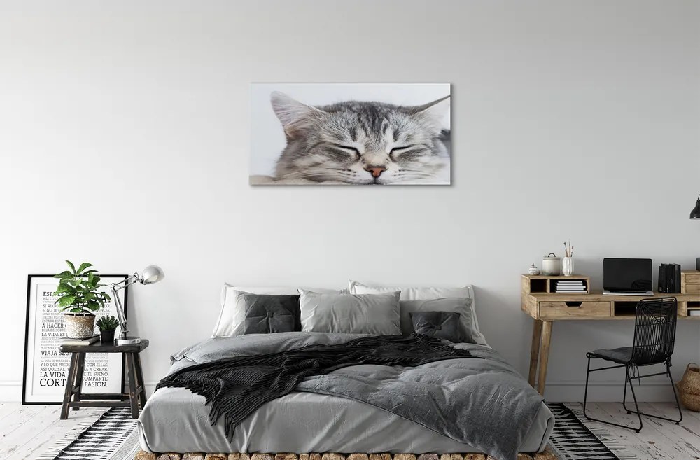 Canvas képek álmos macska 125x50 cm