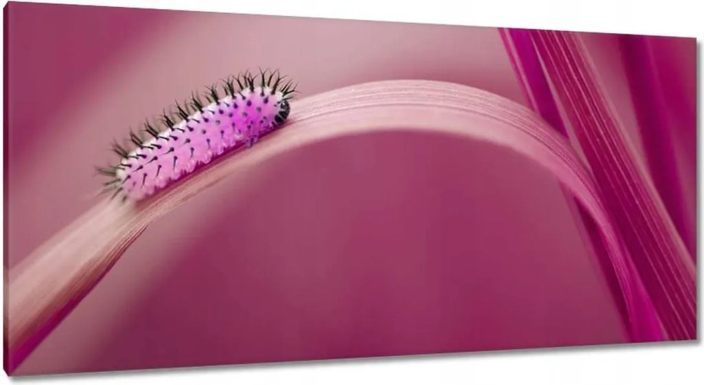 Vászonkép 115x55 Rózsaszín hernyó