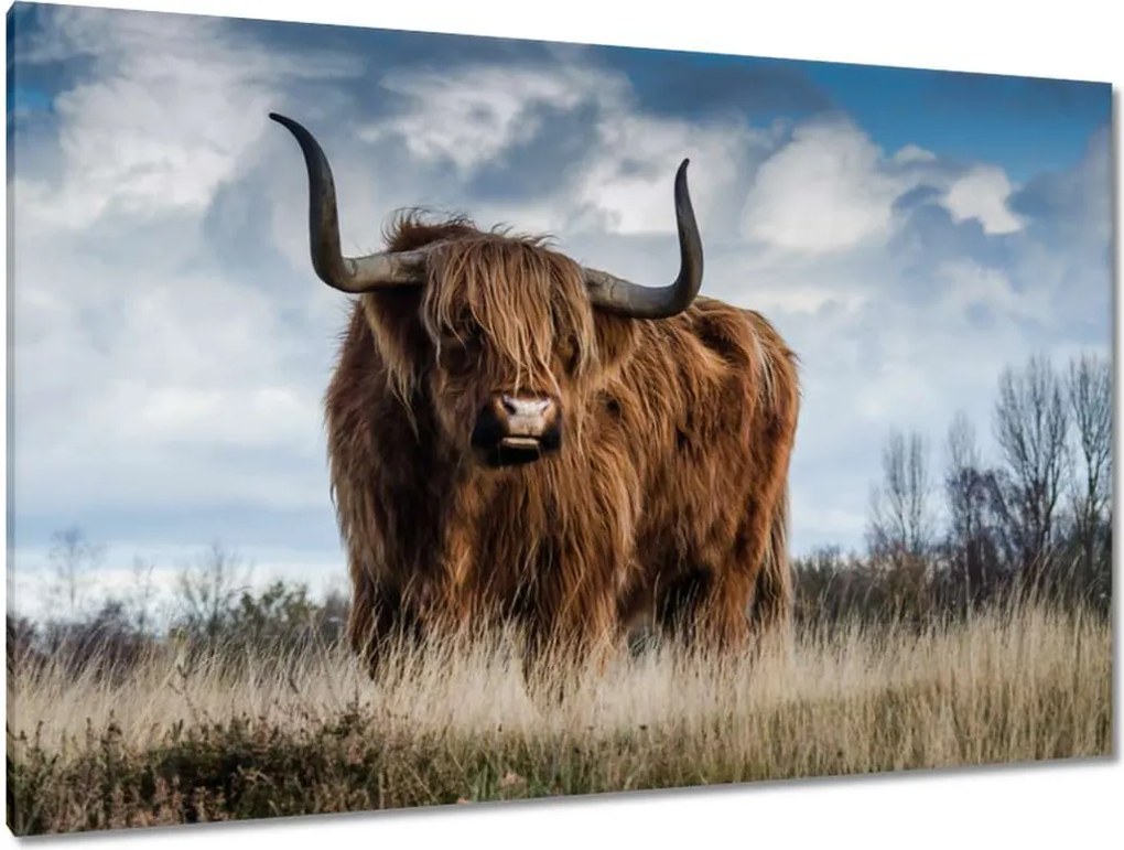 Festmények 120x80 Skót tehén