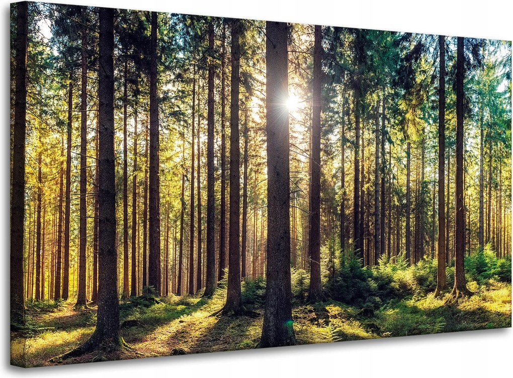 Vászonkép Erdő Nap Fák Tavasz Reggel 100x60 cm