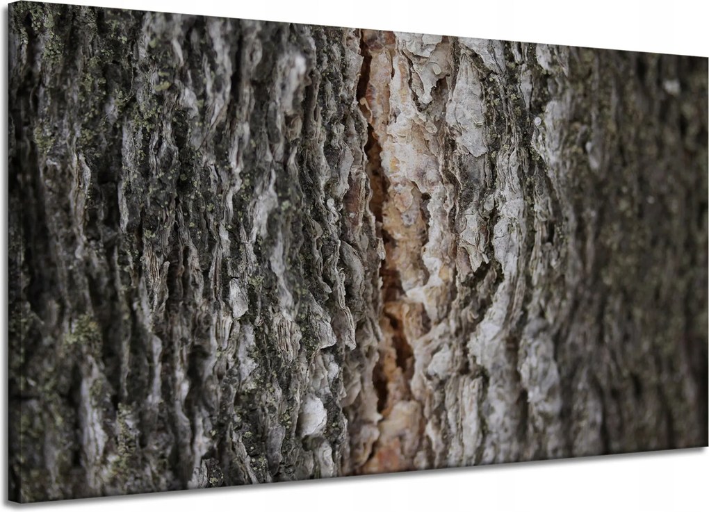Vászonkép Természet Fakéreg Varázslat Erdő Fák 120x70