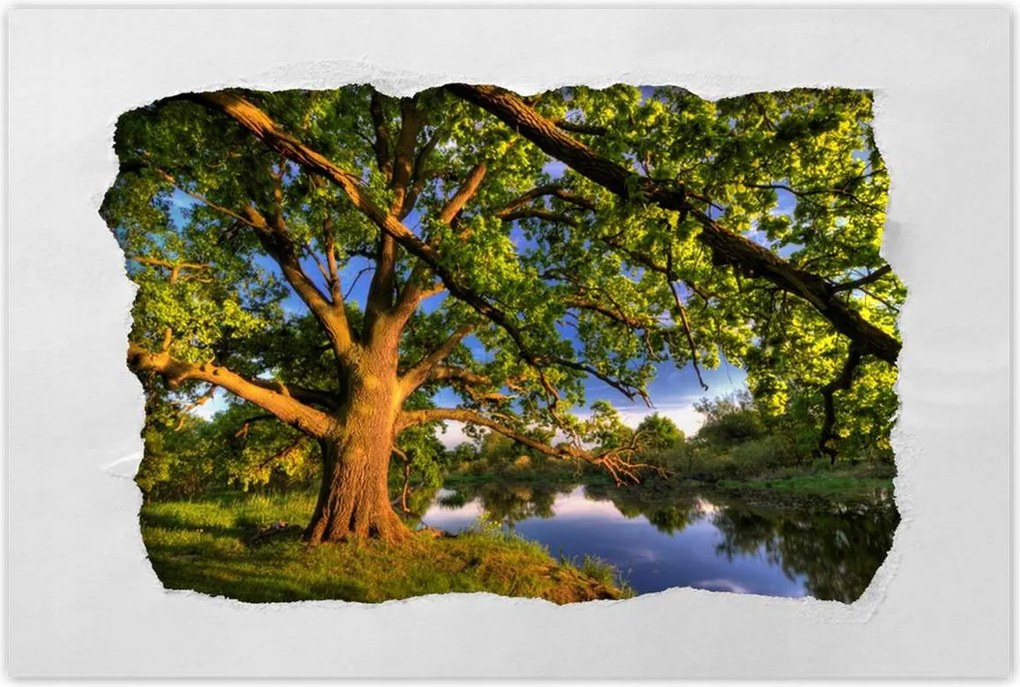 Poszter 60x40 Tölgy a croissant-ban Nyugat