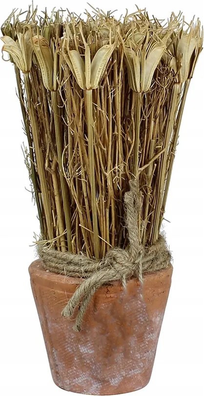 Szárított Növény terrakotta cserépben 20cm magas