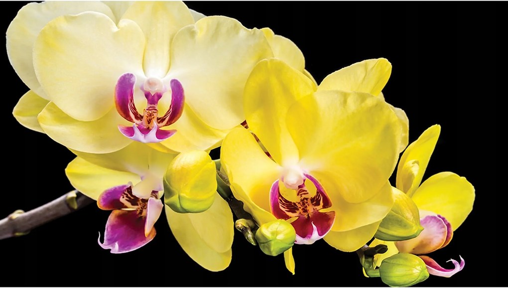 Fotótapéta orchideák virágok fotótapéta 368 x 254