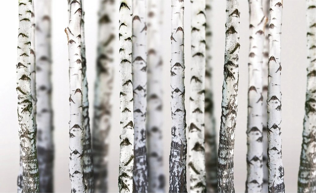 Nyírfa fotótapéta Bokeh fekete-fehér vinil 368x254 +ragasztó