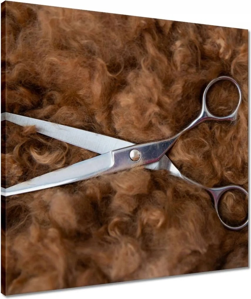 Vászonkép 50x50 Olló a kutya haján