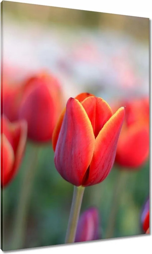 Vászonkép 70x100 Tulipánok Virágok