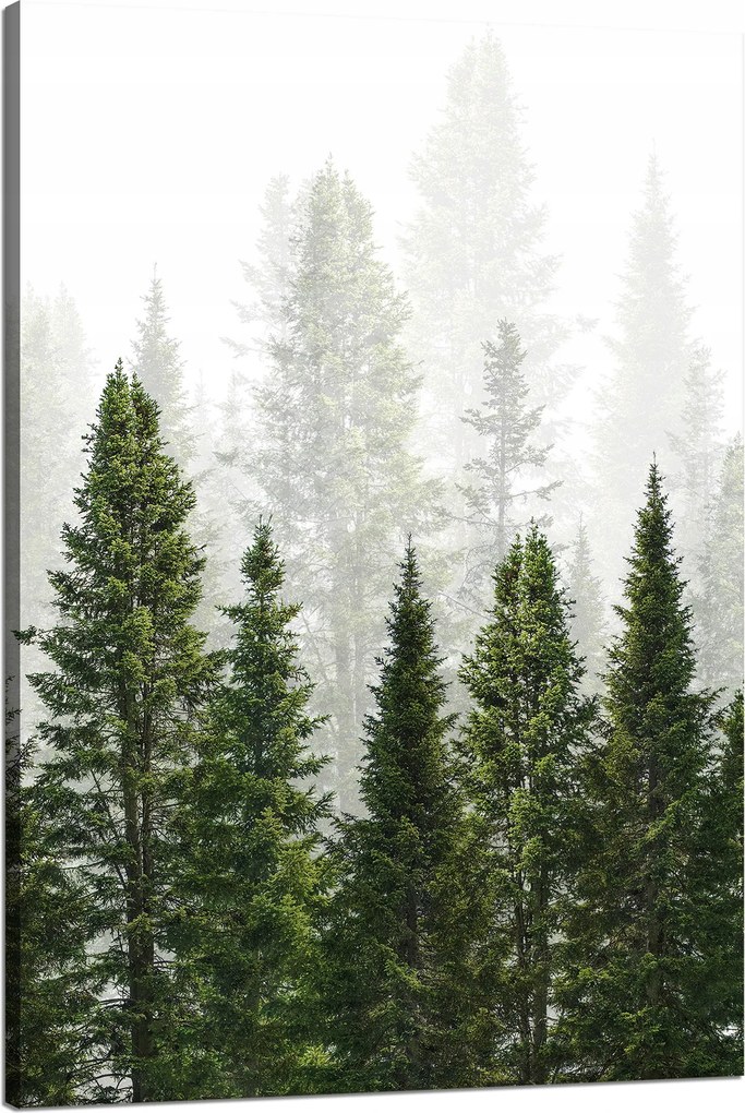 Vászonkép Esőerdő Természet Fák 80x120 cm