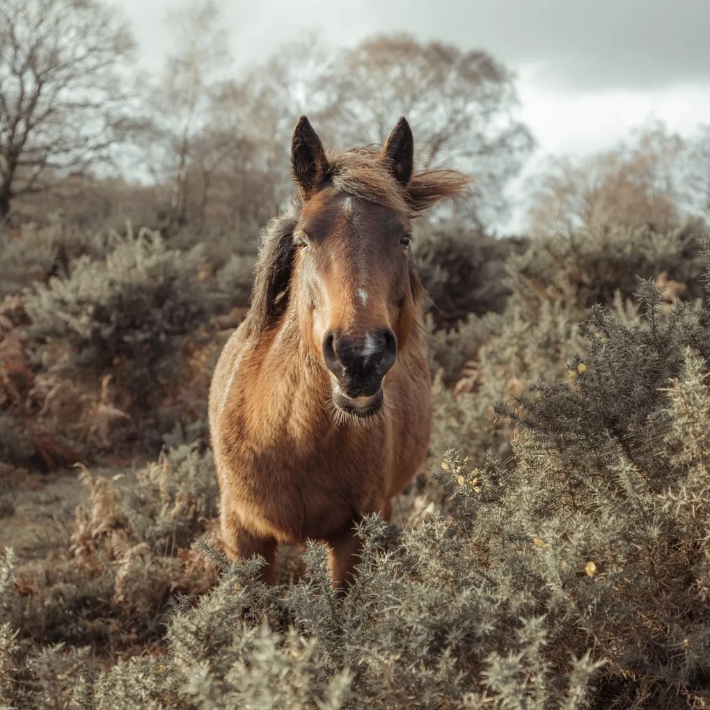 Poszter 70x70cm Ló a vadonban, Assaf Frank