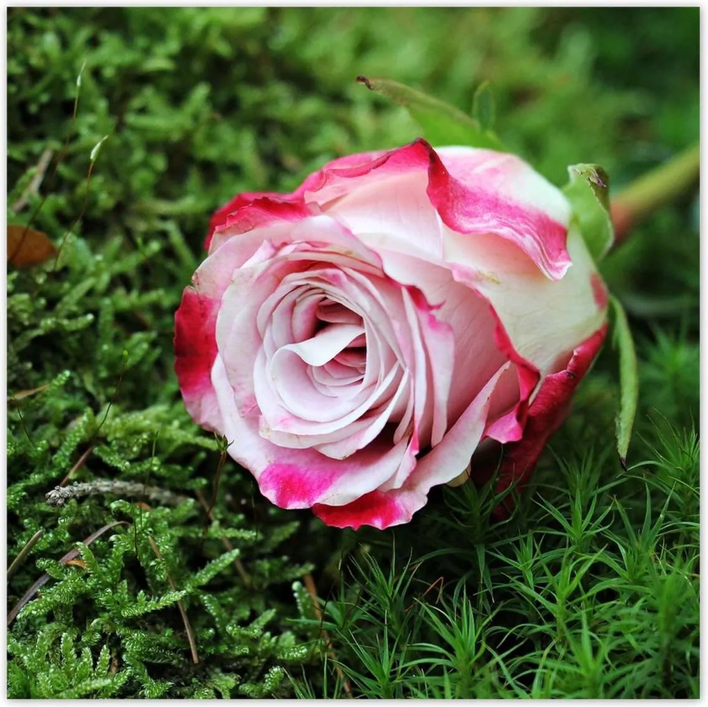 Poszterek 100x100 Rózsa Virág Virágok Rózsa