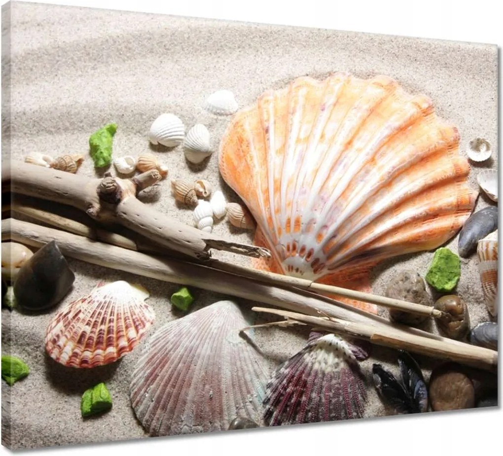 Vászonkép 50x40 Kagylók a balti tengerpartról