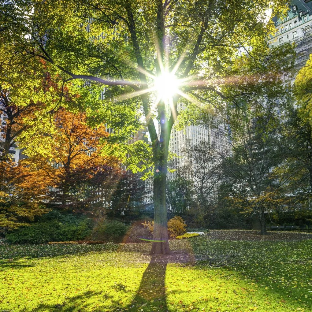 Poszter 40x40cm Napsugarak a fákon át a parkban, Assaf Frank
