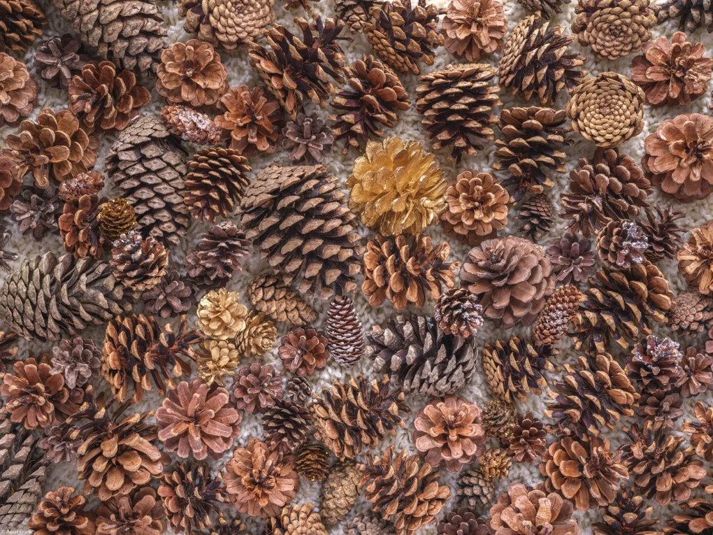 Poszter 40x30cm Fenyőtoboz, Assaf Frank