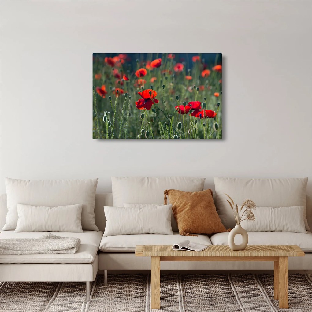 Kép - Rét mák virággal (90x60 cm)
