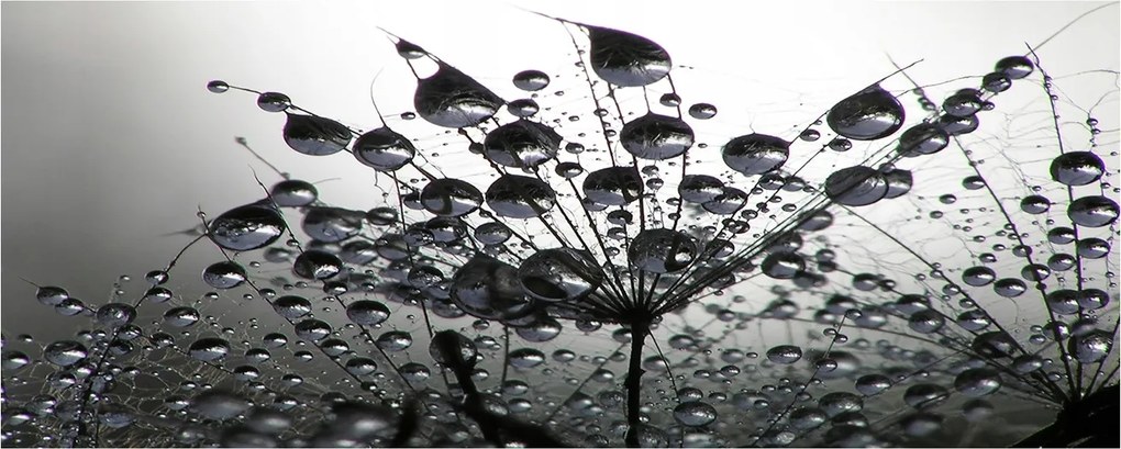 Lacobel a konyhaszekrény alá Pitypang mag XXL