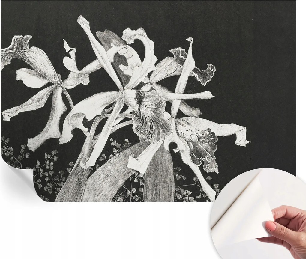 Öntapadós fali fotótapéta Hálószoba Orchidea illusztráció 152x104