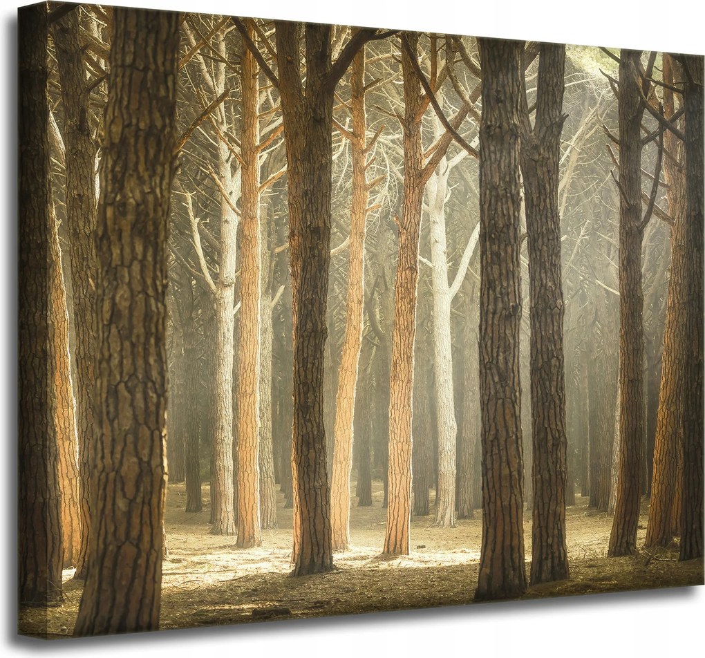 Vászonkép Fák Fény Természet Erdő 50x40 cm Ideális ajándék