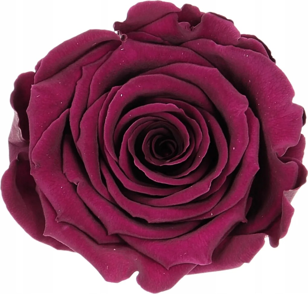 Örök rózsa stabilizált sötét rózsaszín nagy rózsafej dekoráció