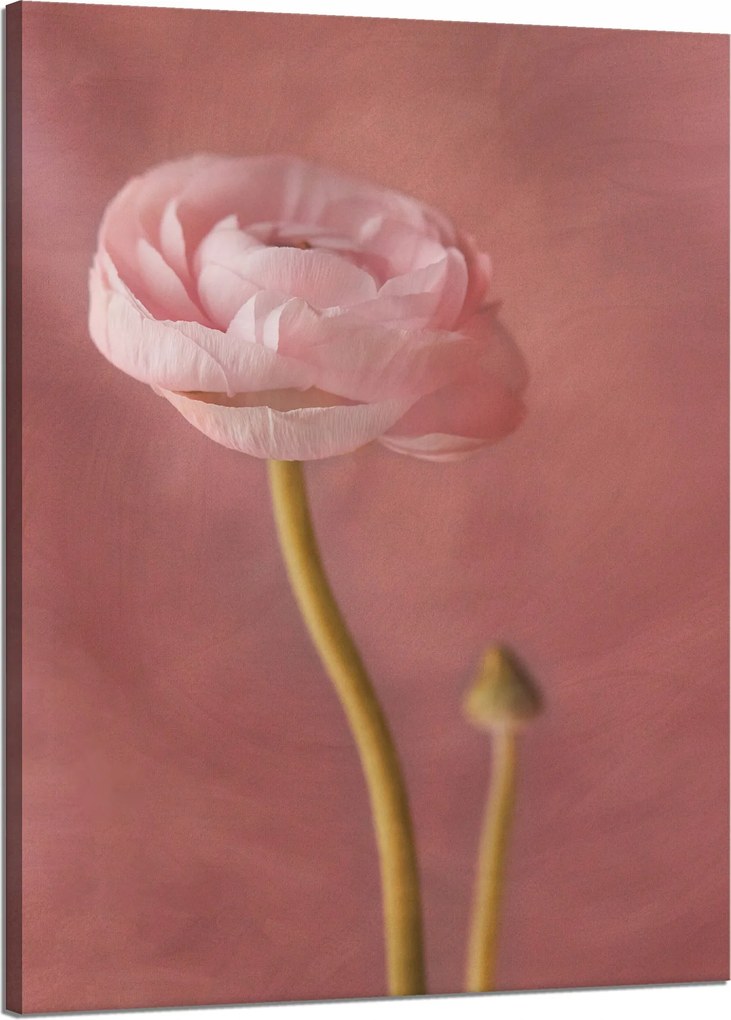 Vászonkép Botanika Bazsarózsa 50x70 cm