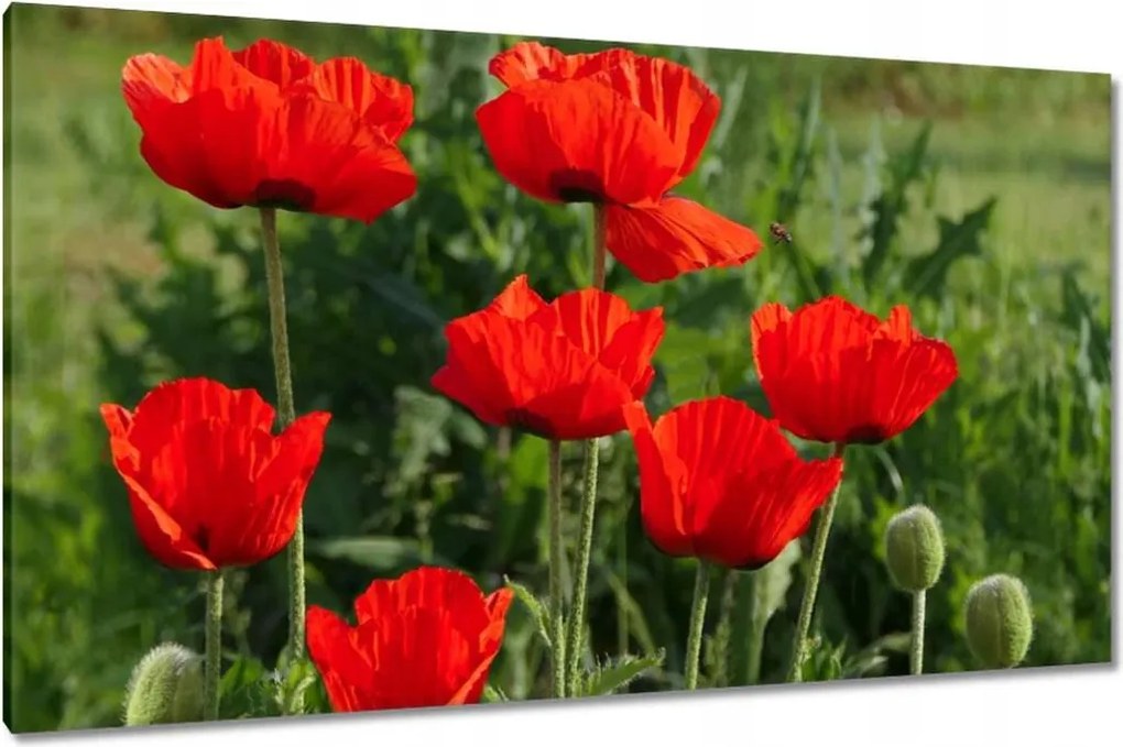 Vászonkép 120x70 Pipacs Virágok