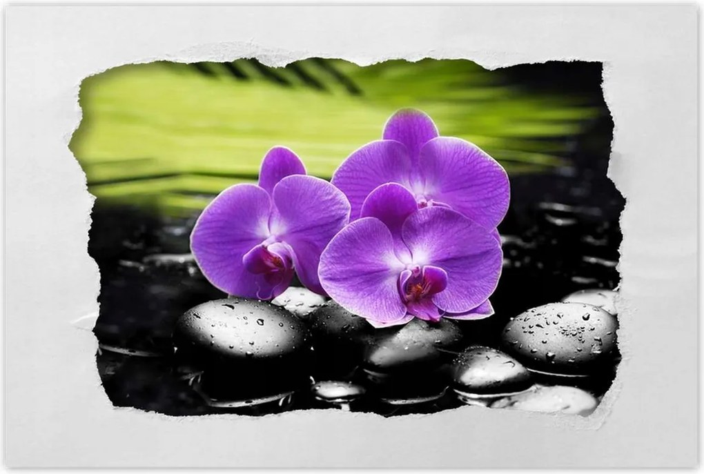 Poszterek 60x40 Orchideák a köveken