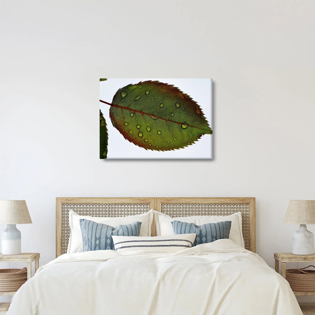 Kép - Rózsalevél (70x50 cm)